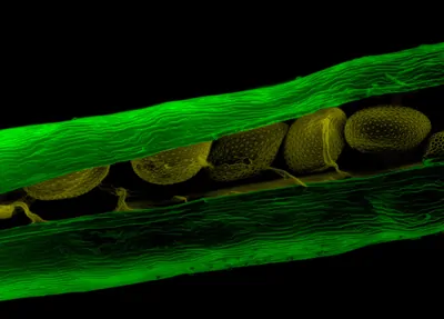 A close-up image of pale green seeds inside of a green capsule taken by a scanning electron microscope